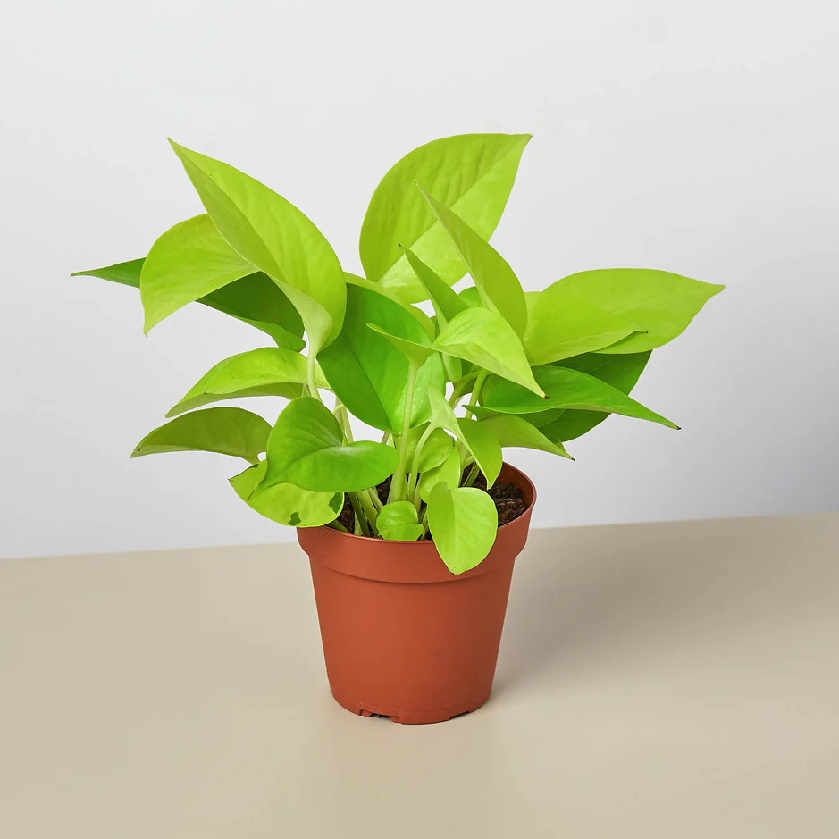 Chinese Evergreen